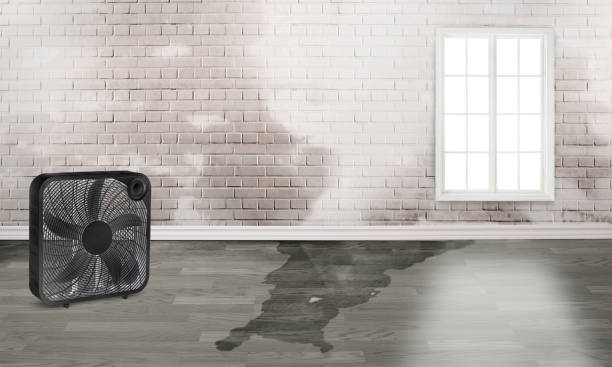 Best Professional water damage repair  in Lake Erie Beach, NY